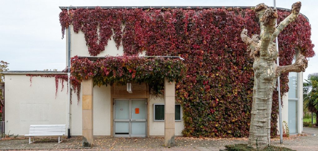 How to Support Vine Plants