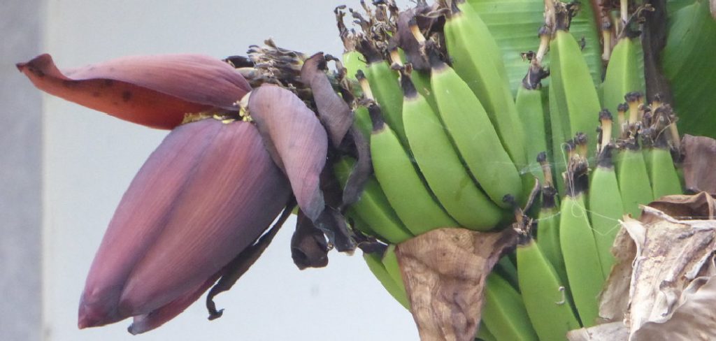 How to Take Care of Banana Plants