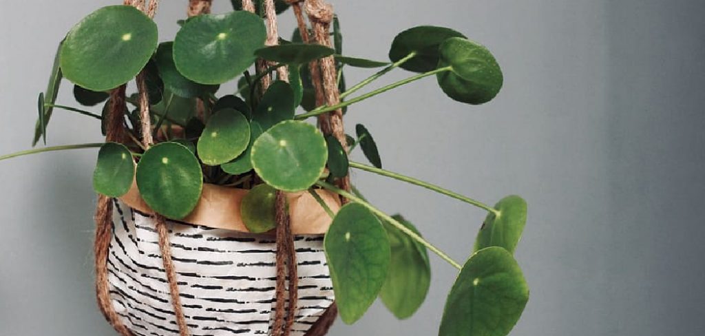 How to Take Care of Hanging Plants