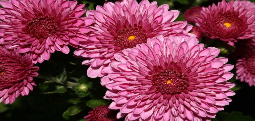How to Take Care of Mum Plants