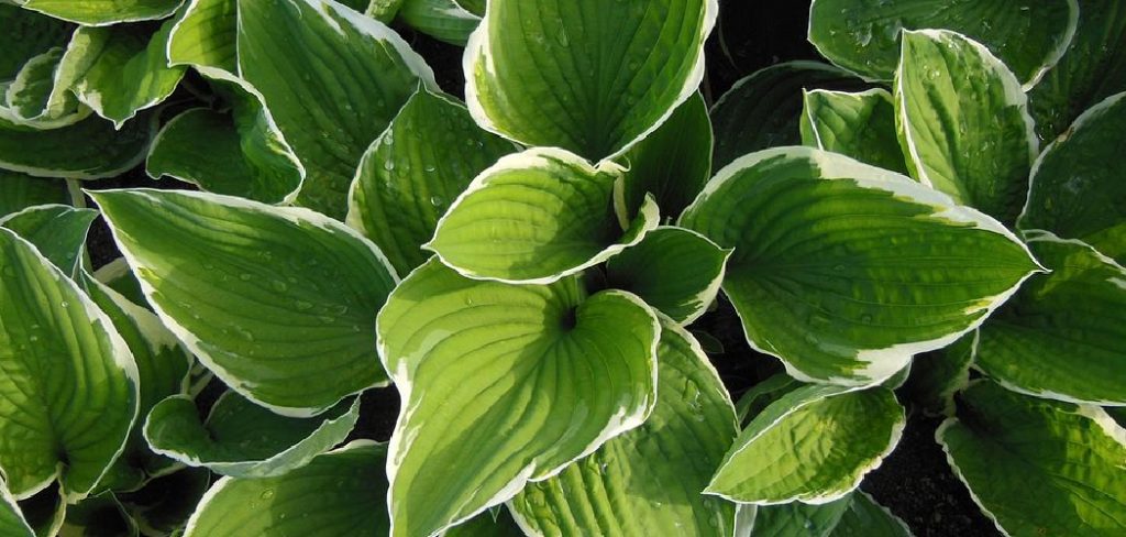 How to Thin Out Hostas Plants
