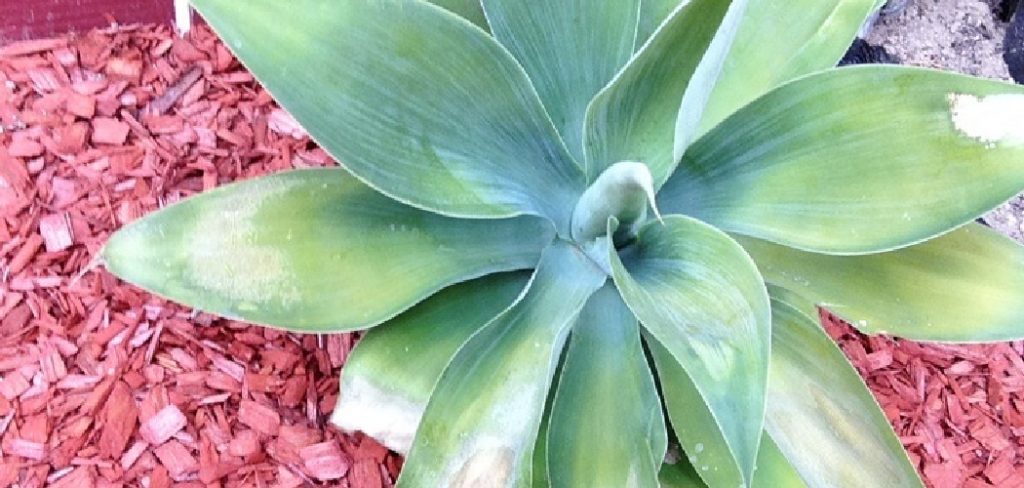 How to Transplant Agave Plants