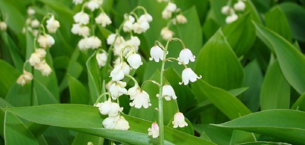How to Transplant Lily of the Valley Plants