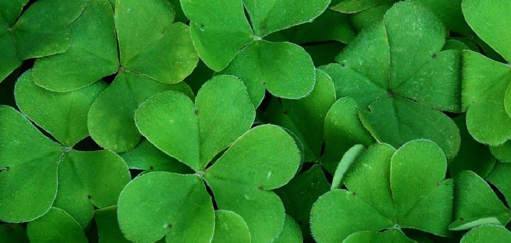 How to Transplant a Shamrock Plant