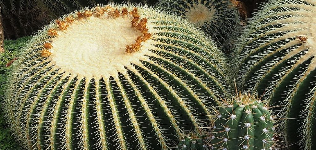 How to Trim Cactus Plants