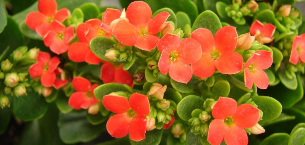 How to Trim a Kalanchoe Plant
