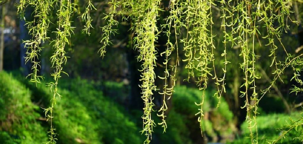 How to Water Hanging Plants
