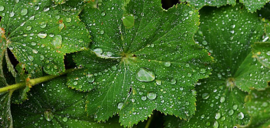 How to Water Plants High up