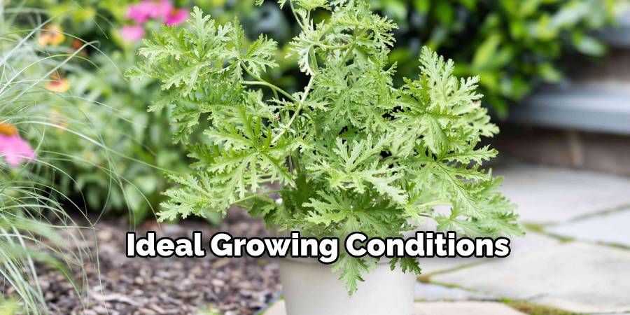 Ideal Growing Conditions