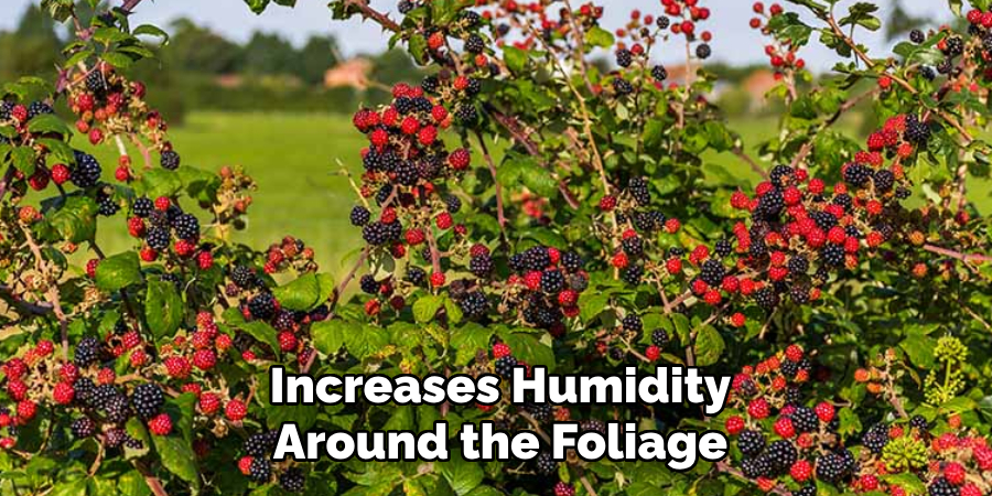 Increases Humidity
Around the Foliage