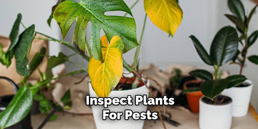 Inspect Plants for Pests