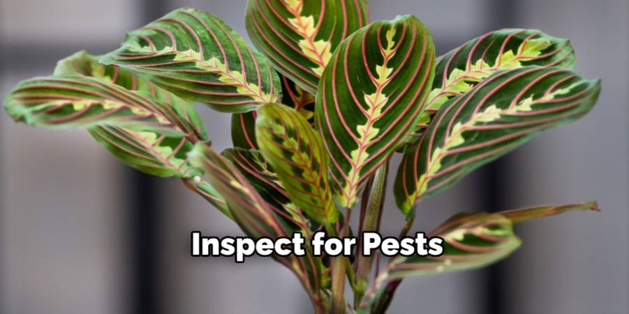 Inspect for Pests