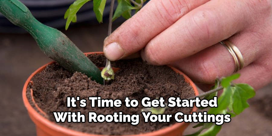 It's Time to Get Started
With Rooting Your Cuttings