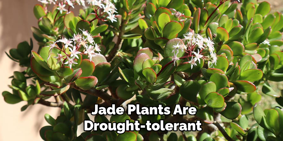 Jade Plants Are
Drought-tolerant