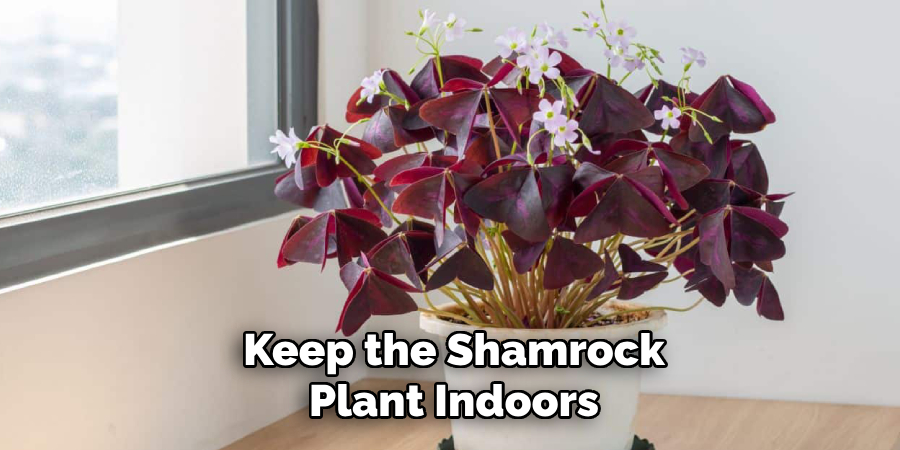 Keep the Shamrock
Plant Indoors