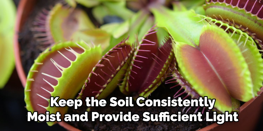 Keep the Soil Consistently
Moist and Provide Sufficient Light