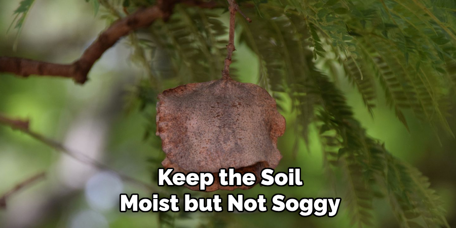 Keep the Soil
Moist but Not Soggy