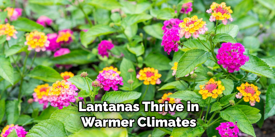 Lantanas Thrive in
Warmer Climates