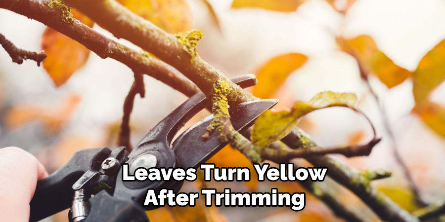 Leaves Turn Yellow
After Trimming