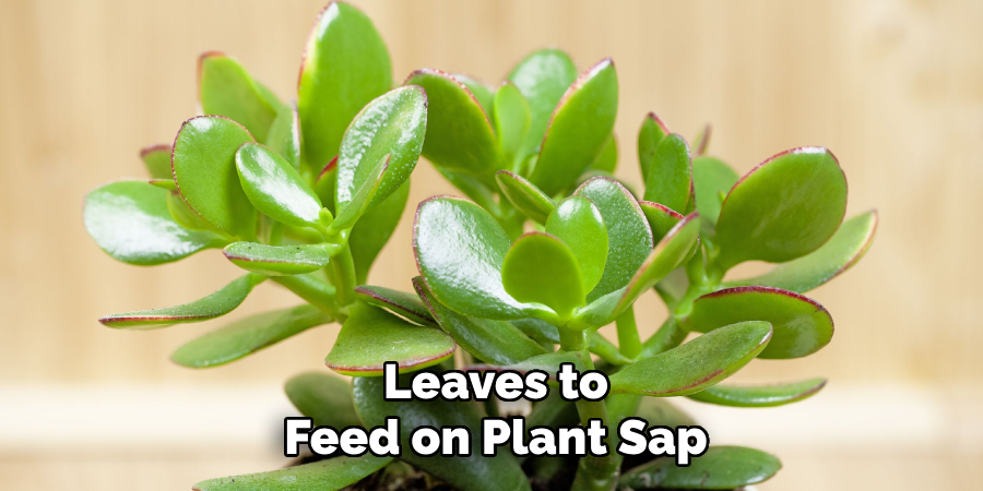 Leaves to
Feed on Plant Sap