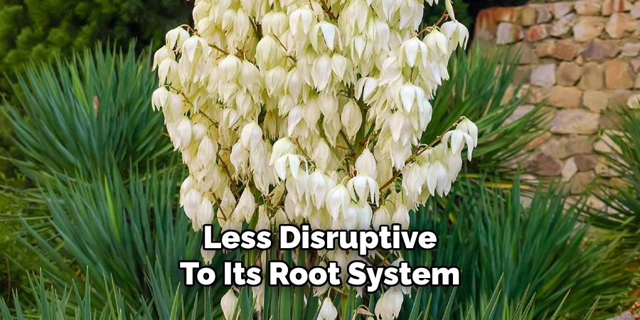 Less Disruptive
To Its Root System