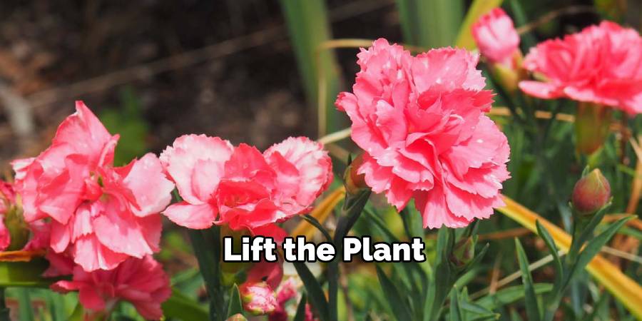 Lift the Plant