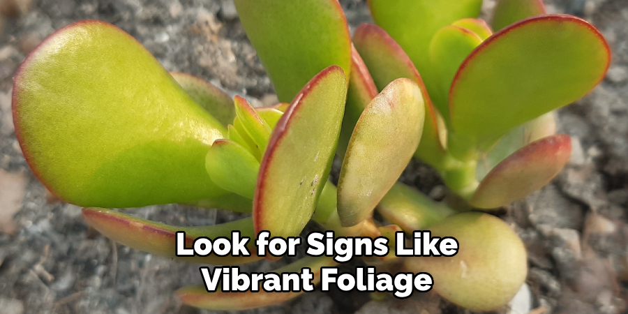 Look for Signs Like
Vibrant Foliage