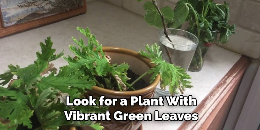 Look for a Plant With
Vibrant Green Leaves