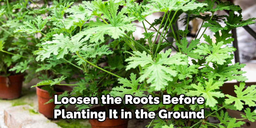 Loosen the Roots Before
Planting It in the Ground