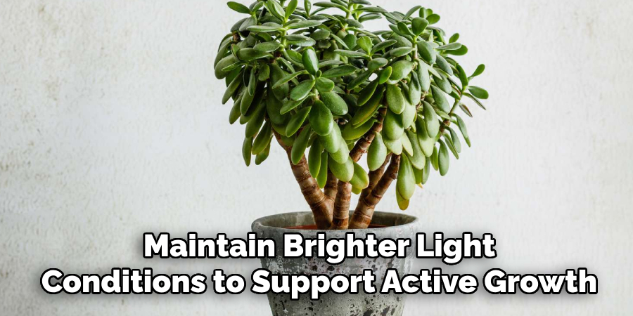 Maintain Brighter Light
Conditions to Support Active Growth