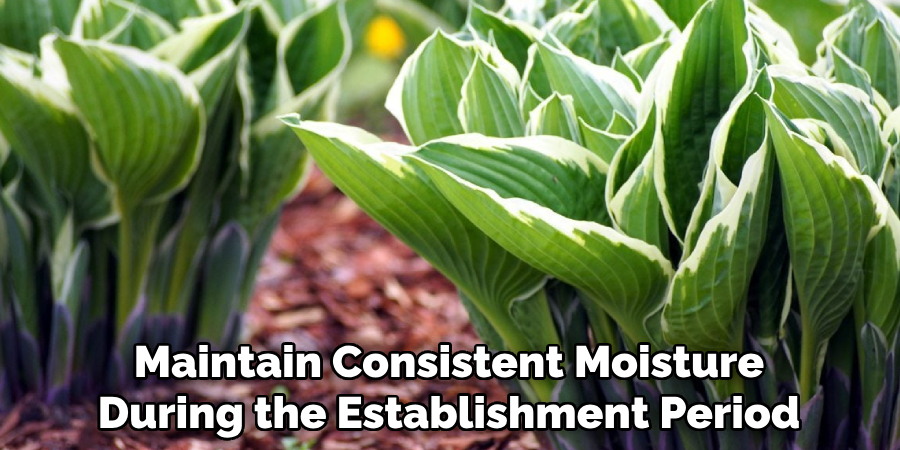 Maintain Consistent Moisture
During the Establishment Period