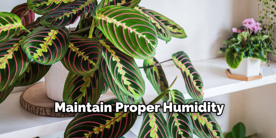 Maintain Proper Humidity