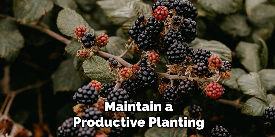 Maintain a
Productive Planting