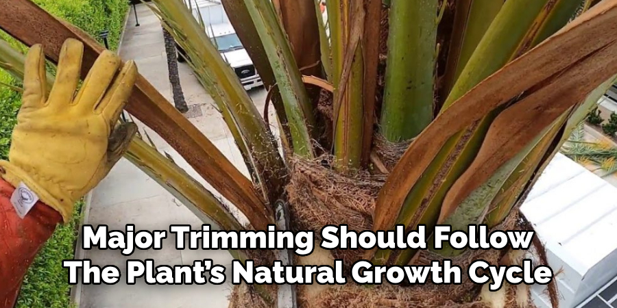 Major Trimming Should Follow
The Plant’s Natural Growth Cycle
