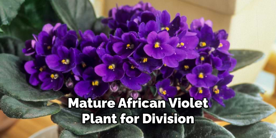 Mature African Violet
Plant for Division