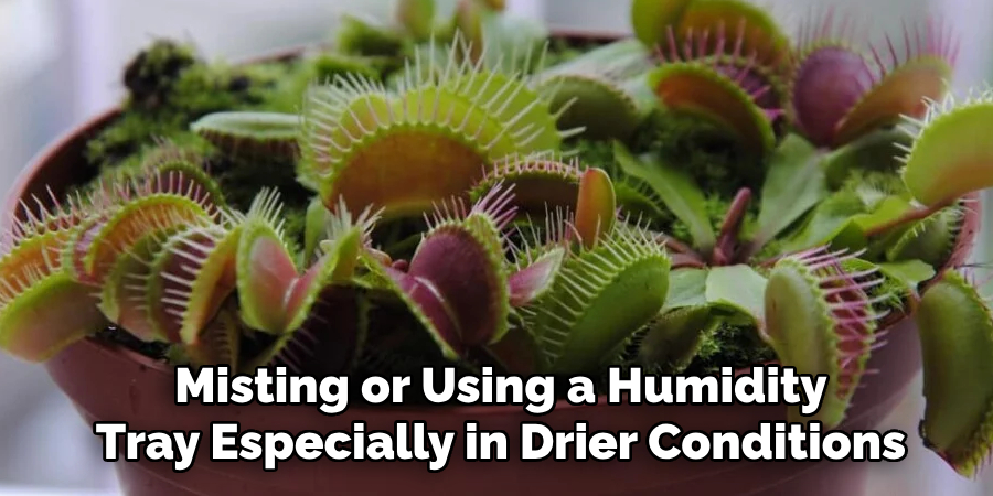 Misting or Using a Humidity
Tray Especially in Drier Conditions