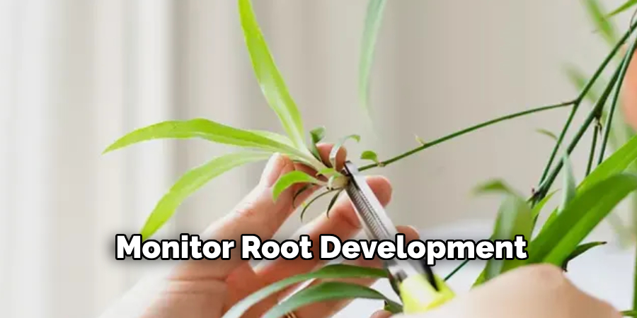 Monitor Root Development