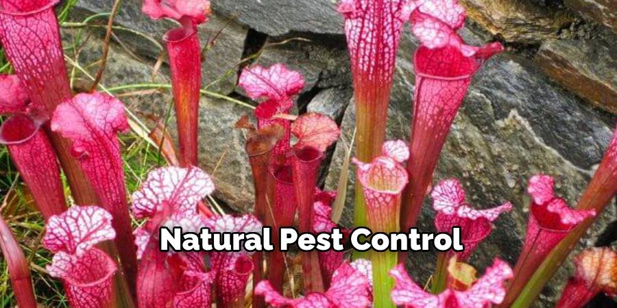 Natural Pest Control