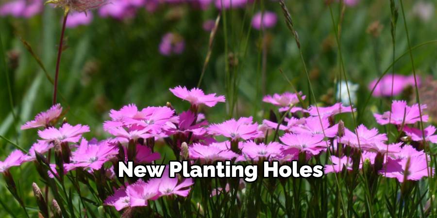 New Planting Holes