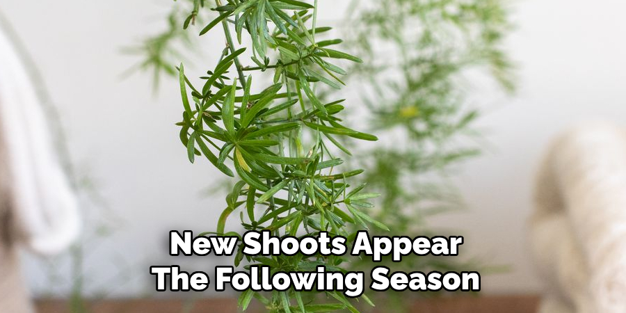New Shoots Appear
The Following Season