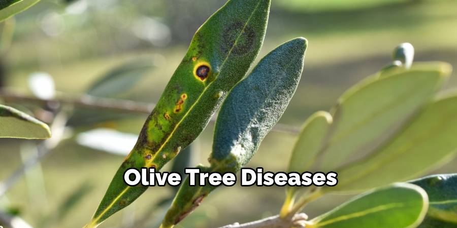 Olive Tree Diseases