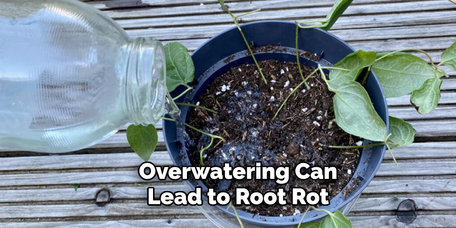 Overwatering Can
Lead to Root Rot