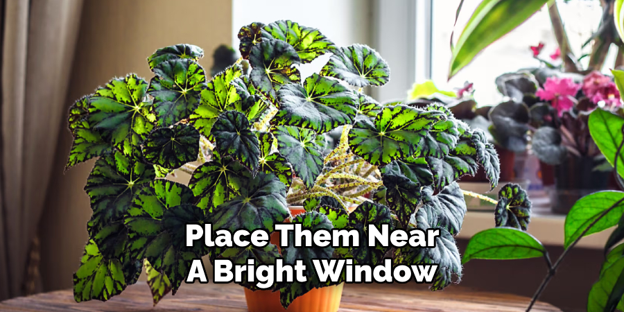 Place Them Near
A Bright Window