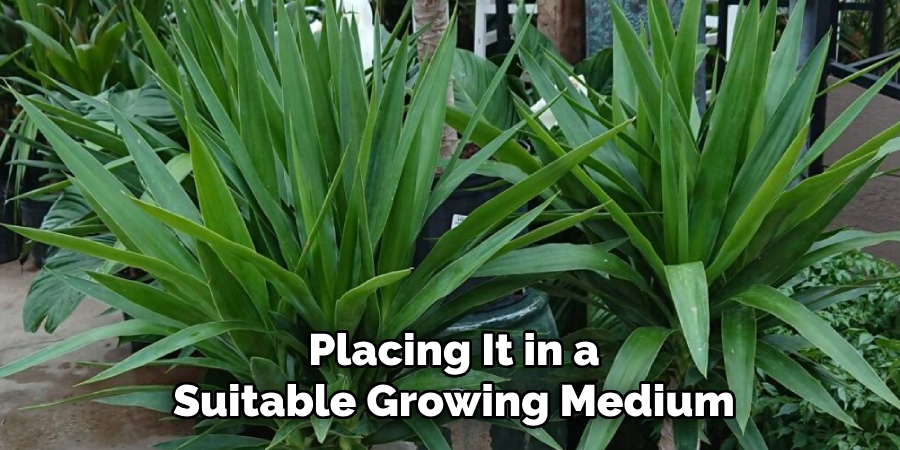 Placing It in a
Suitable Growing Medium