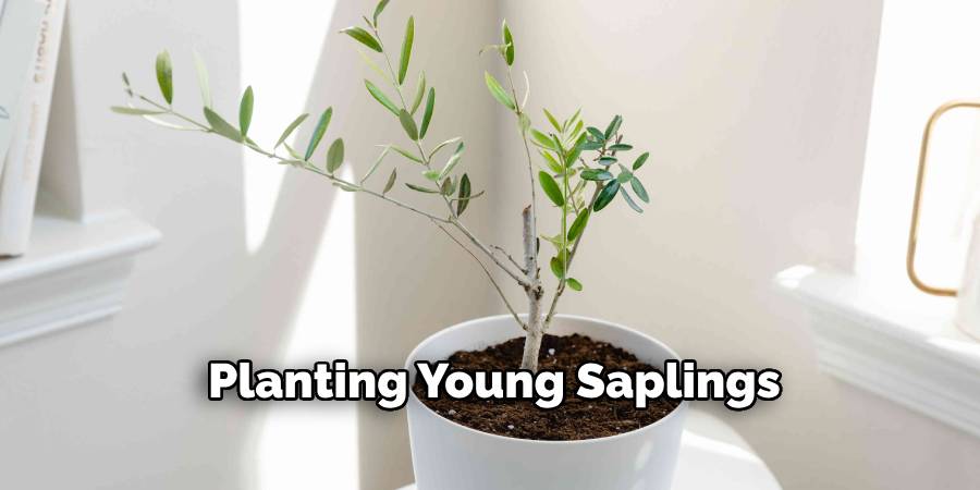 Planting Young Saplings