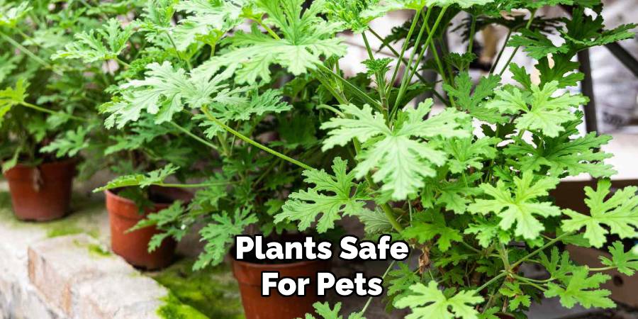 Plants Safe for Pets