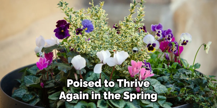 Poised to Thrive
Again in the Spring