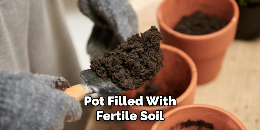 Pot Filled With
Fertile Soil