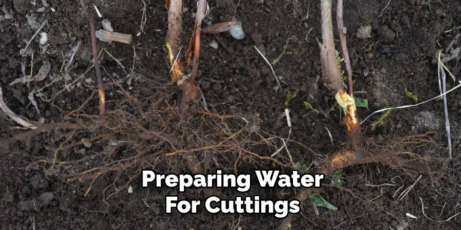 Preparing Water for Cuttings