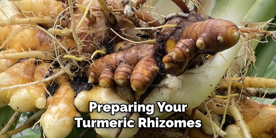 Preparing Your
Turmeric Rhizomes
